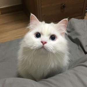 成人午夜妓女视频
