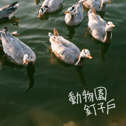 成人午夜妓女视频
